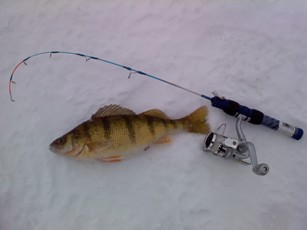 1-19 perch