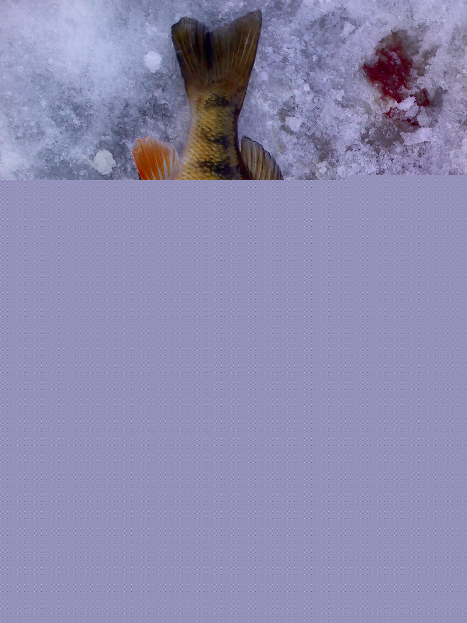 3-1 perch