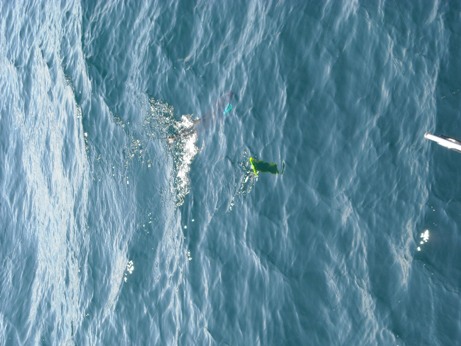FISH IN WATER