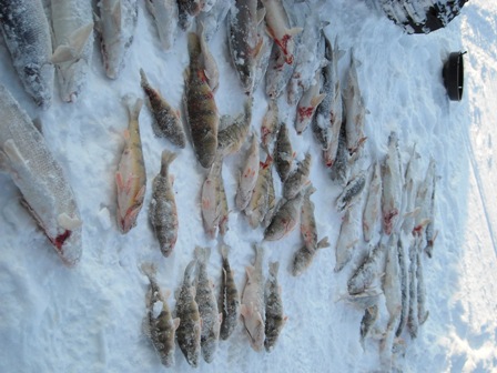 Pic of Perch Close Up