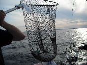 SALMON NET