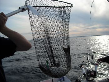 SALMON NET