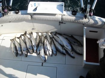 SALMON ON DECK
