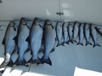 Salmon Deck