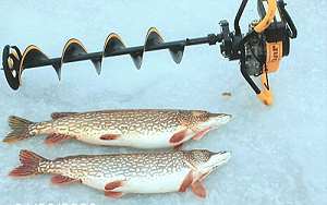 hookedupicefishnorthern2