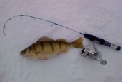 1-19 perch