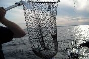 SALMON NET