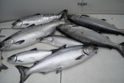 salmon june 6