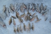 whitefishperch