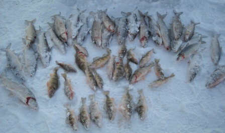 whitefishperch
